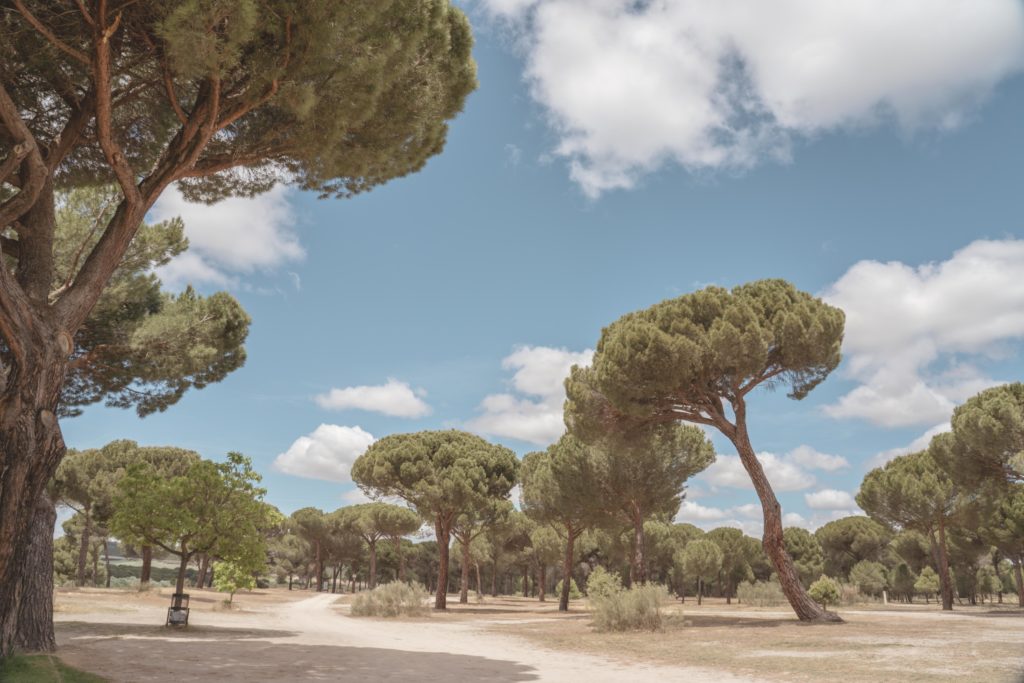 Piñones de Castilla - Tierra de pinares