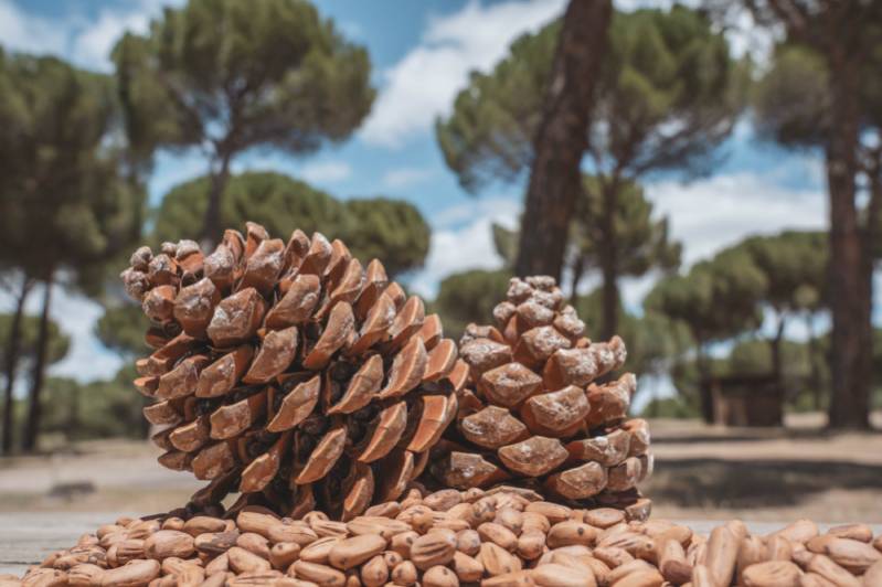 Piñas en tierra de pinares