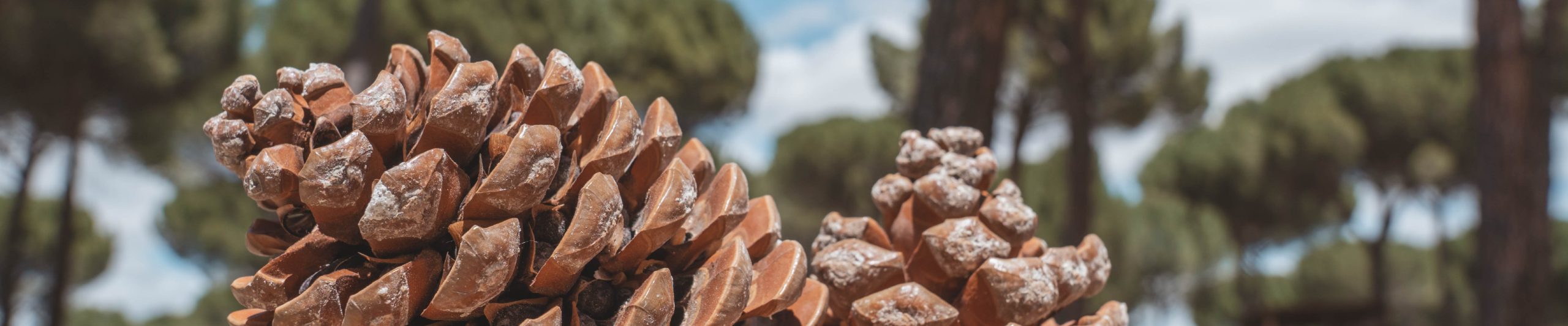 Piñas en tierra de pinares